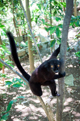 schwarze Lemuren im Baum in Madagaskar auf der Insel Nosy Komba