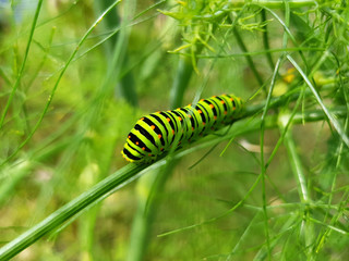 Raupe Schwalbenschwanzraupe