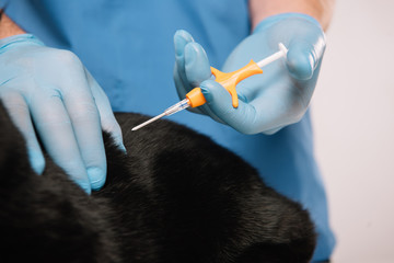 cropped view of veterinarian making microchipping procedure to black cat