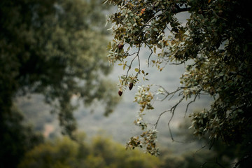 encina