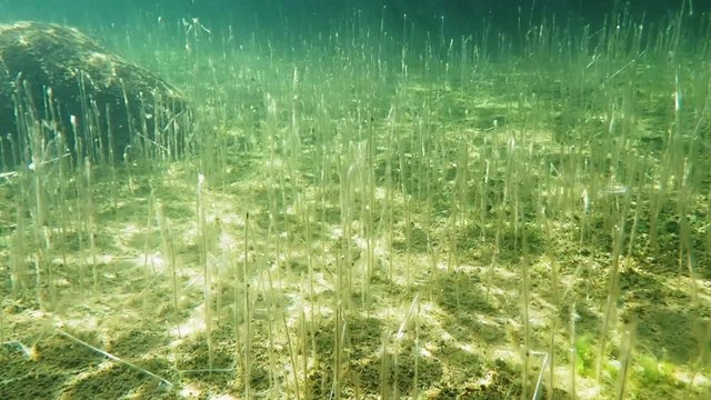 Dense bed of water lobelia plants on lake bottom