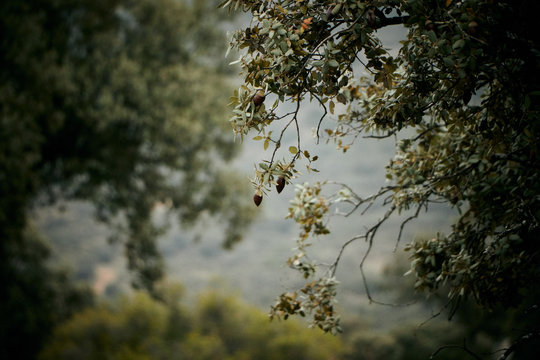 encina