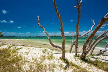 Tropical beach with trees on the east side of Bribie Island, Queensland, Australia