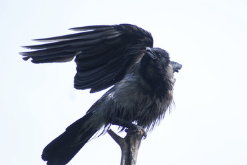A gray crow sits on an old tree. White background. The crow flapped its wings.