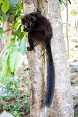 schwarze Lemuren im Baum in Madagaskar auf der Insel Nosy Komba