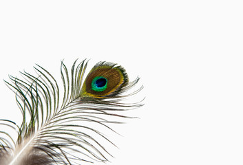 Obraz premium Detail of peacock feather eye on white background. Beautiful feather of a bird. Isolated.