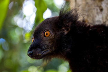 schwarze Lemuren im Baum in Madagaskar auf der Insel Nosy Komba
