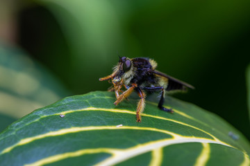 Macro Insect