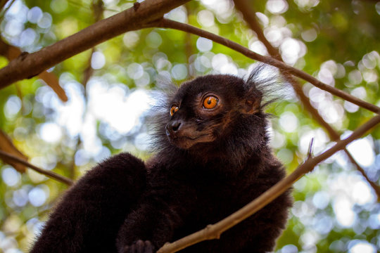 schwarze Lemuren im Baum in Madagaskar auf der Insel Nosy Komba