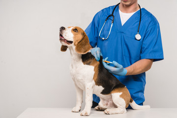 cropped view of veterinarian microchipping beagle dog with syringe isolated on grey