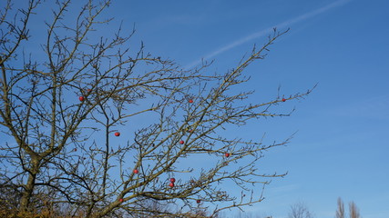 branches of a tree against blue sky