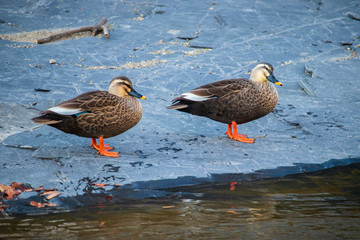 Cute Spot-Billed Ducks.