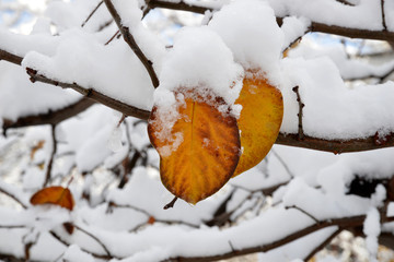 branch of a tree in snow