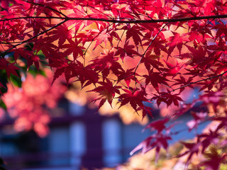 寺院の庭の紅葉