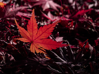 地面に落ちた紅葉