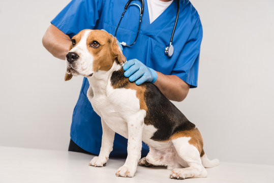 partial view of veterinarian in stethoscope examining beagle dog isolated on grey