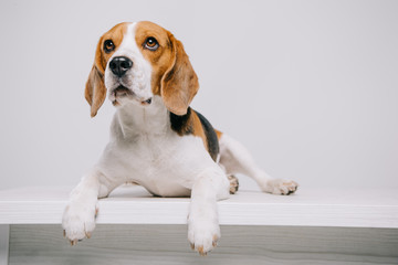  beagle dog lying on table isolated on grey