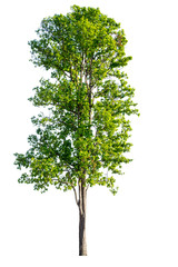 The tree is completely separated from the white ba background Scientific name Dolichandrone serrulata (Wall. ex DC.) Seem.