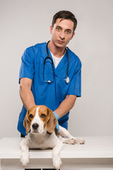 Fototapeta na wymiar handsome veterinarian in blue coat with beagle dog isolated on grey