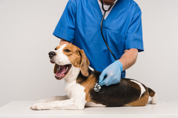 partial view of veterinarian in blue coat examining beagle dog with stethoscope isolated on grey