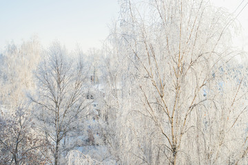 Fototapeta na wymiar Winter frost on tree branches full frame pure winter background