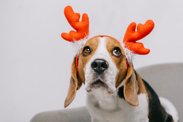beagle dog wearing reindeer antlers isolated on grey