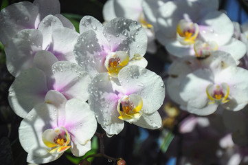 Naklejka na ściany i meble White orchid in bloom in the garden