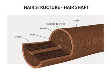 Hair structure - vector illustration - obrazy, fototapety, plakaty