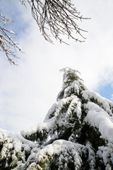 pine tree in the snow