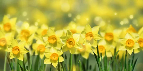 Keuken foto achterwand Narcis Paasklokken in lentepanorama