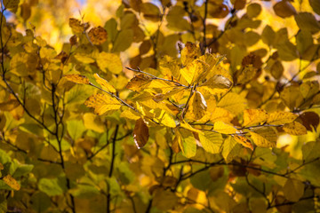 Fototapeta na wymiar sunny autumn forest 