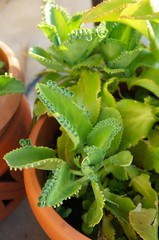 Kalanchoe laetivirens or mother of thousands green plant in pot
