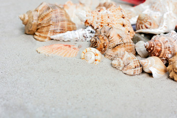 Obraz na płótnie Canvas Seashells on the sand, summer beach background with copy space for text.