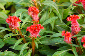 Cockscomb celosia or cockscomb red flowers with green
