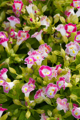 Torenia fournieri or bluewings or wishbone white and red flowers vertical