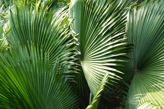 Corypha umbraculifera or talipot palm green foliage