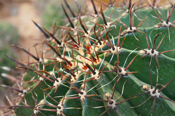 Ferocactus glaucescens or glaucous barrel cactus plant close up