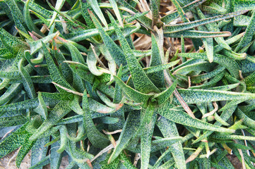 Aloe bellatula reynolds green plant