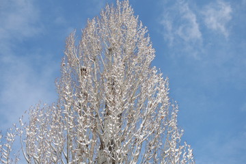 Snowy tree branches.Nature landscape background.Winter Landscape.