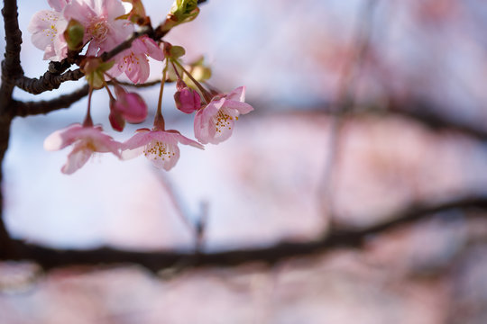 河津桜