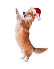 Red dog in Santa's hat. Corgi stands on its hind legs. isolated