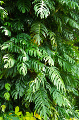 Monstera deliciosa or split leaf philodendron green liana on tree foliage