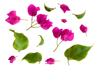 Set of bougainvillea flowers and leaves