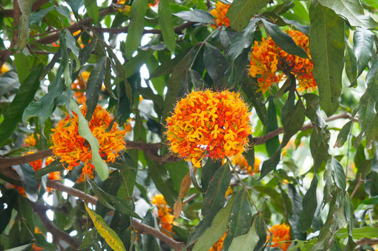 Saraca indica or asoka-tree or ashok or simply asoca orange flowers