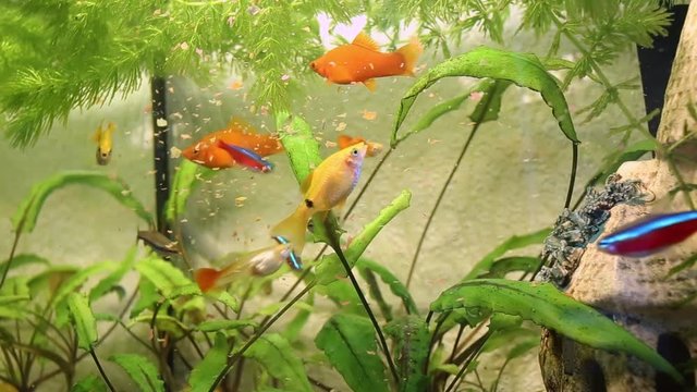 Closeup view of many different fish eating food in home aquarium. Real time full hd video footage.