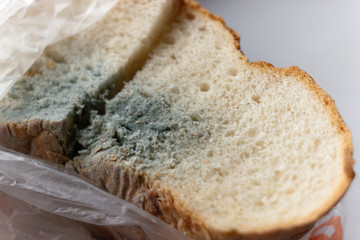 White bread mold, macro background