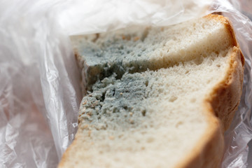 White bread mold, macro background