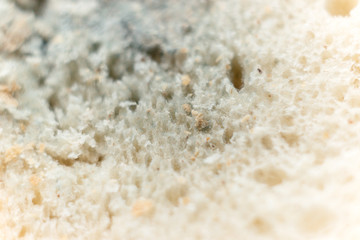 White bread mold, macro background
