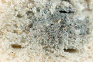 White bread mold, macro background