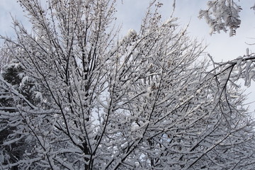 Fototapeta na wymiar Snowy tree branches.Nature landscape background.Winter Landscape.
